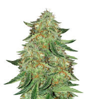 Alien Gorilla (Original Sensible Seeds)