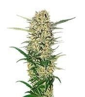 Northern Light (RQS)