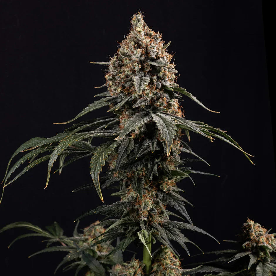 Amnesia Core Cut Steckling - 1 Steckling
