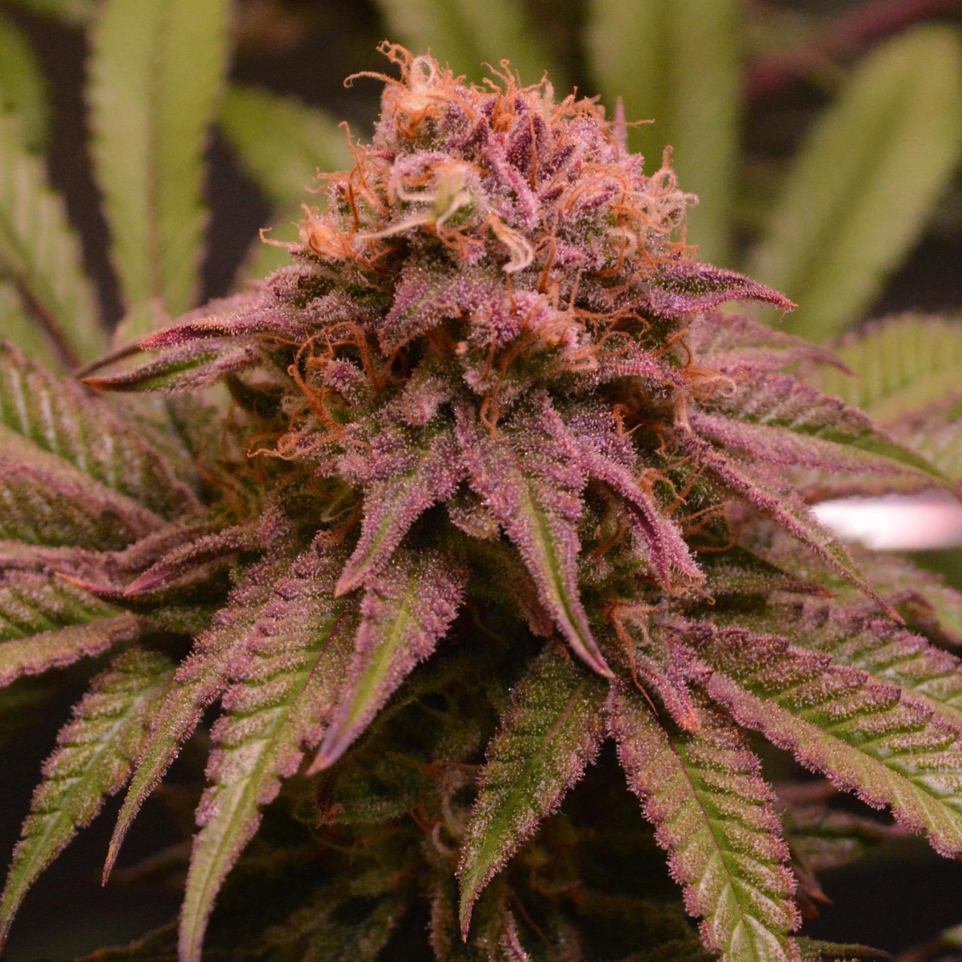 Blueberry Samen Automatik - 3 Samen
