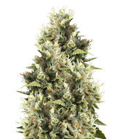 Amnesia Haze regular (Soma Seeds)