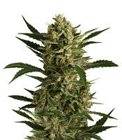 Cherry Grapefruit (Kera Seeds)