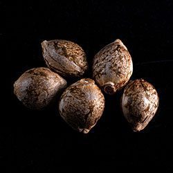 GSC - 5+2 Seed