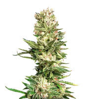 Bruce Banner (Cali Buds Seeds)