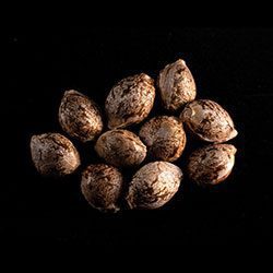 GSC - 10+3 Seed