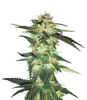 Blue Gelato 41 (Barney's Farm)