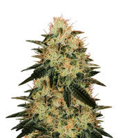 American Stafford (Kera Seeds)