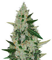 Amnesia Haze Auto (Expert Seeds)
