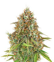 Amnesia Haze Automatic (RQS)