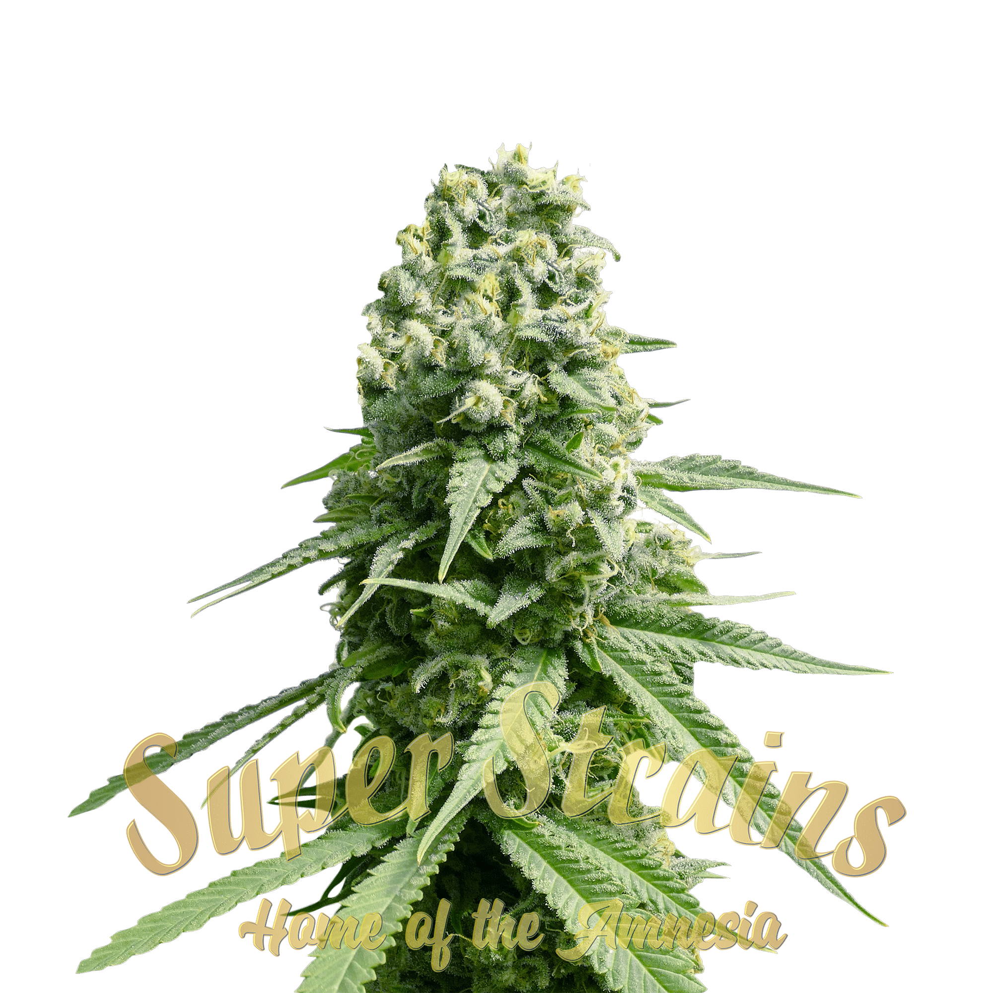 Amnesia Super Strains: feminisierte Samen - 3 Stk