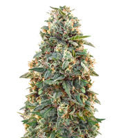 Amnesia (Advanced Seeds)