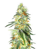 Apollo 11 Regular (Brothers Grimm Seeds)