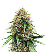 Atomic (Bomb Seeds)