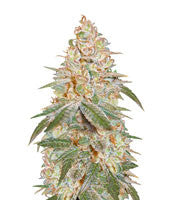 Auto Black Diesel (Advanced Seeds)