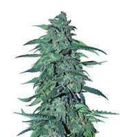 Auto AK XXL (Original Sensible Seeds)