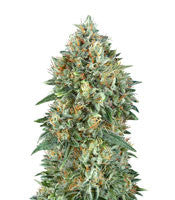 Auto Gelato 33 (Advanced Seeds)