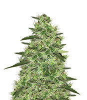 Auto Gelato (Big Head Seeds)