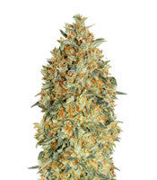 Auto Gorilla Blue (Advanced Seeds)