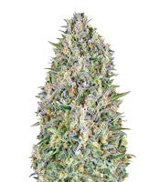 Auto Pineapple Glue (Advanced Seeds)