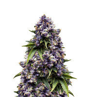 Auto Purple (Original Sensible Seeds)
