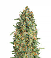 Auto Strawberry Gum (Advanced Seeds)