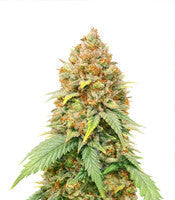 Blueberry Cheese (Barney's Farm)
