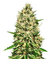 Early Bubba Hash (Ace Seeds)