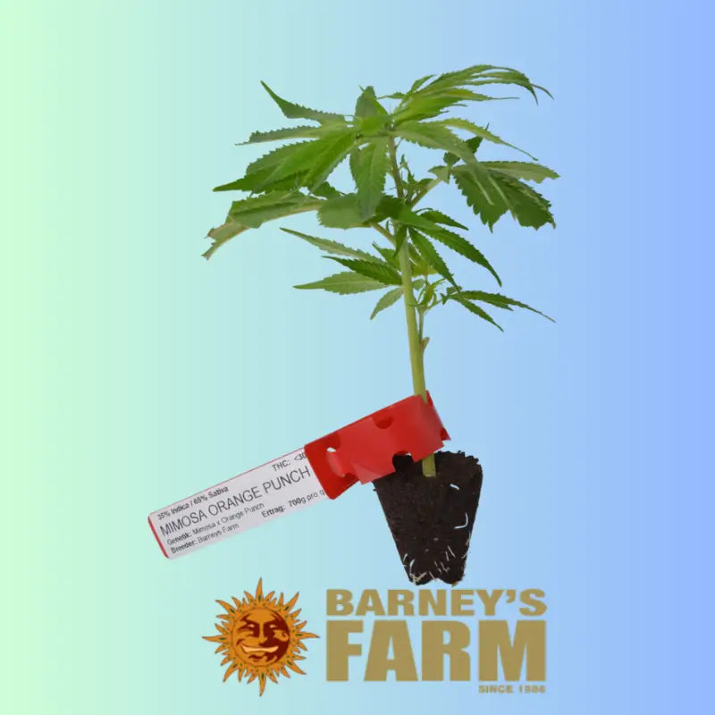 Mimosa Orange Punch Feminisierte Stecklinge Barney's Farm