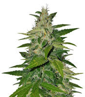BCN Critical XXL Autoflower (Seedstockers)