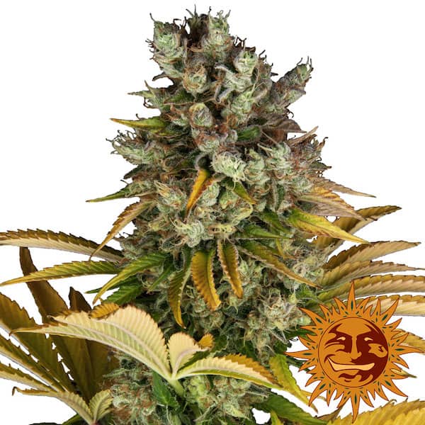 GMO