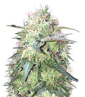 Fresh Candy (Pyramid Seeds)