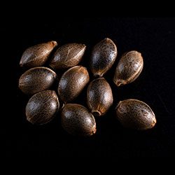 La Blanca - 10+3 Seed