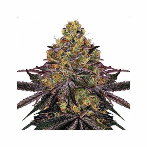 Watermelon Zkittlez Auto