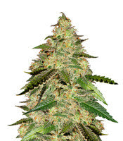 Big Bud (Seedstockers)