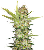 Cheese (Big Buddha Seeds)