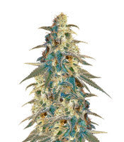 Black Destroyer (Original Sensible Seeds)