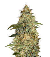 Brooklyn Mango (Dr. Underground)