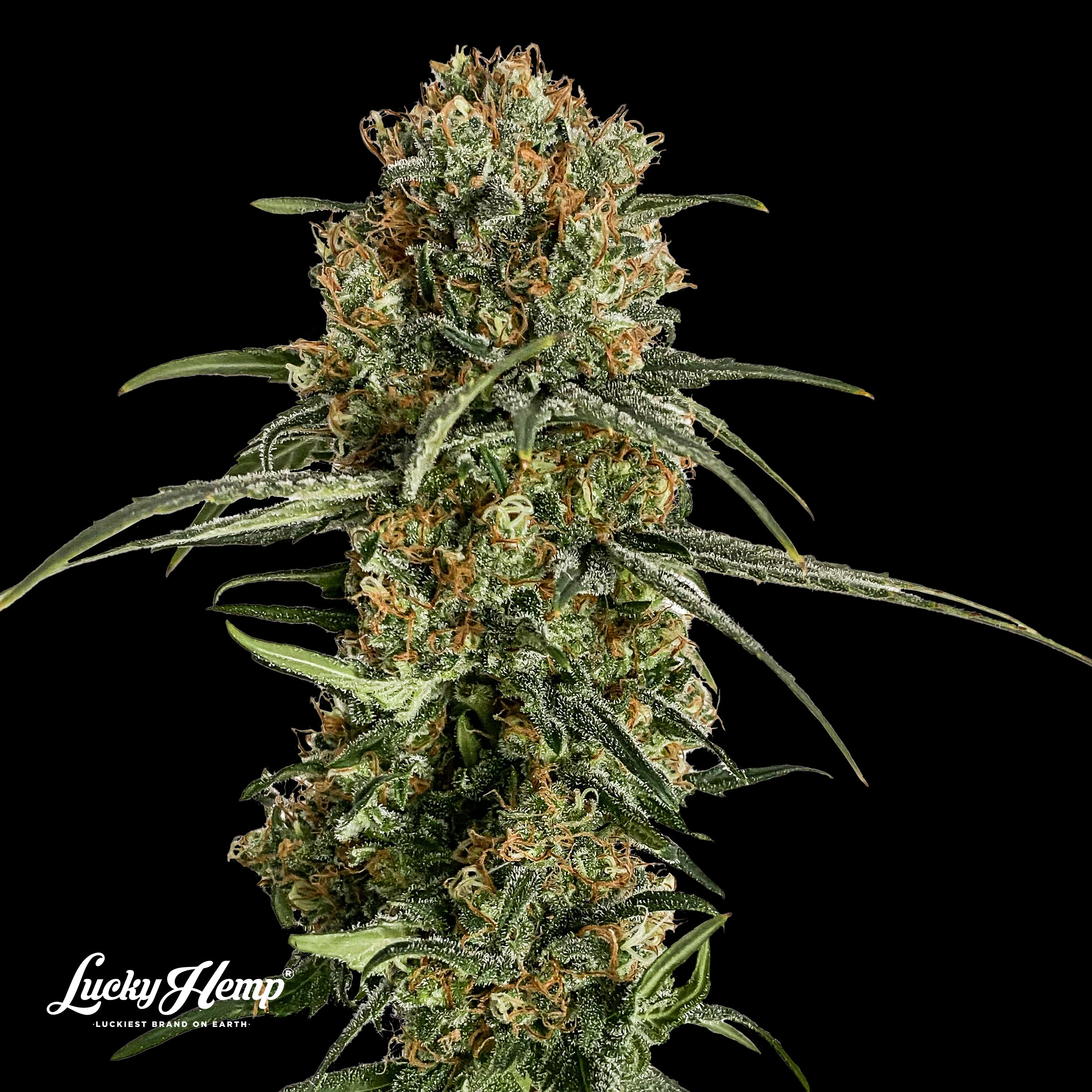 Bubba Kush US Samen Feminisiert - 3 Samen