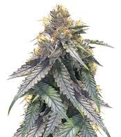 Bubba's Gift (Humboldt Seeds)