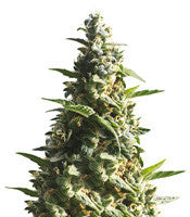 Bubble Bud (Blackskull Seeds)