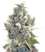 BubbleGummer (Female Seeds)