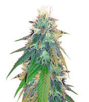 Buzz Light Gear (Dr. Krippling Seeds)