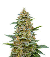 Chemdawg #4 (Big Head Seeds)