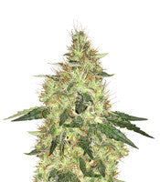 Cookie Dawg (Big Head Seeds)