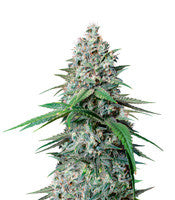 Cookies Gelato (RQS)