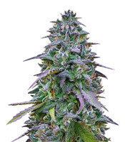 Cookies USA (Pyramid Seeds)