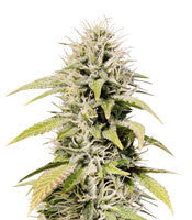 Cookies and Cream (Seedstockers)