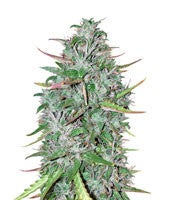 Critical 47 (Positronics Seeds)