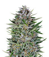 Dreamberry Auto (Auto Seeds)