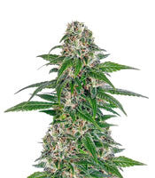 Early Skunk Automatic (Sensi Seeds)